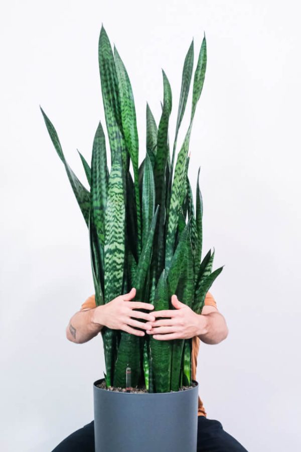 Sansevieria Laurentii - imagine 2