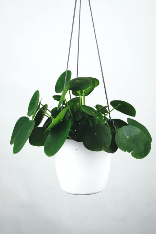 Pilea Peperomioides - imagine 2