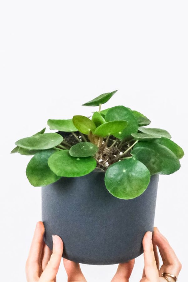 Peperomia Lemon Lime - imagine 2