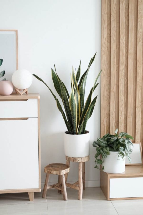 Sansevieria Golden Flame - imagine 2